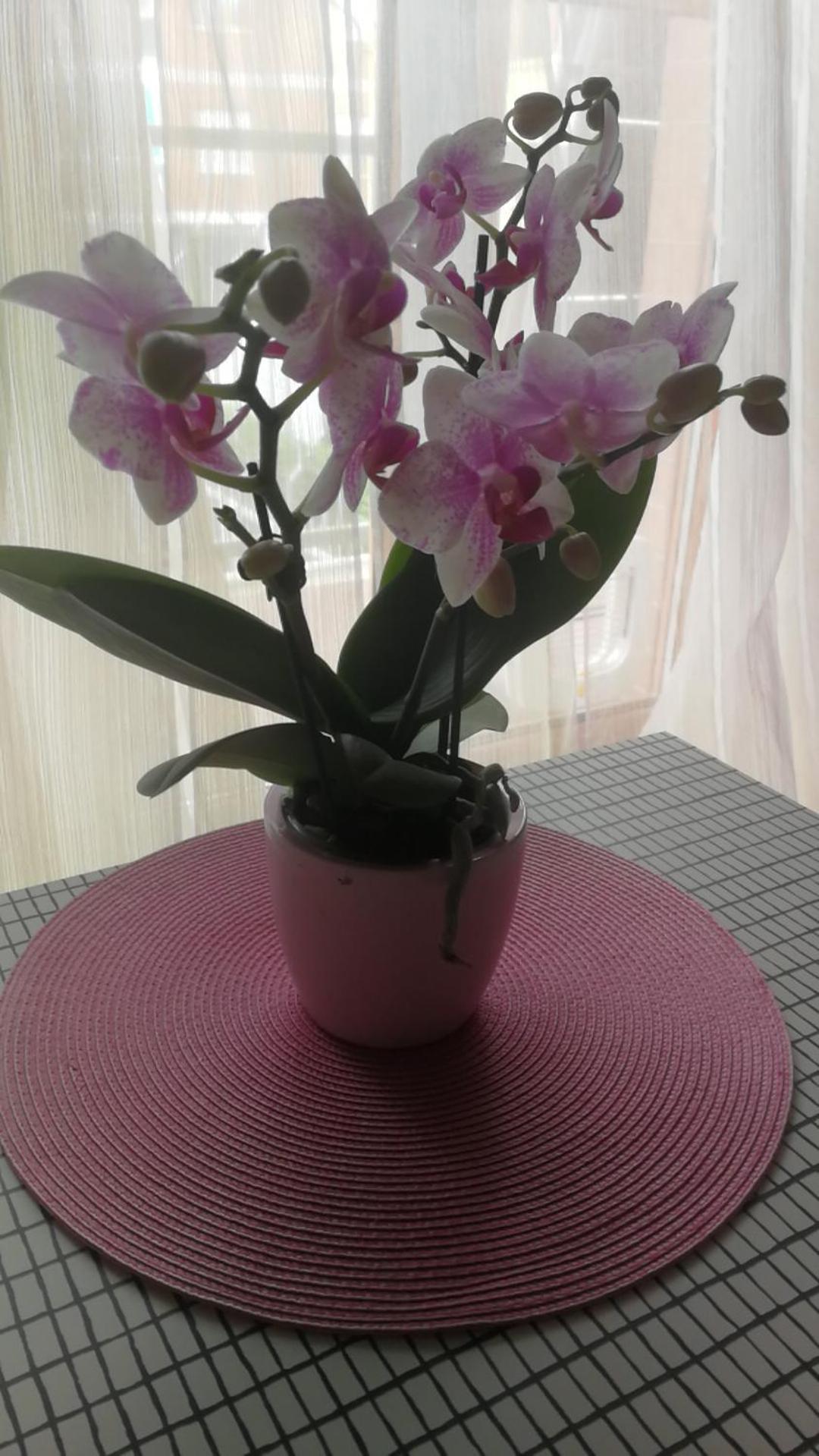 Hotel Casa Delle Orchidee Alba  Zewnętrze zdjęcie