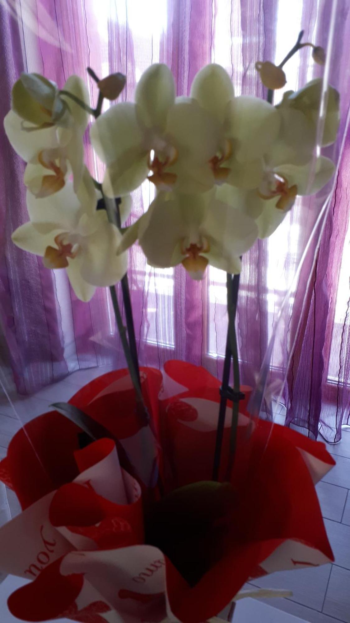Hotel Casa Delle Orchidee Alba  Pokój zdjęcie